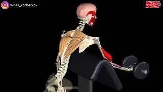 Сгибание рук тренажере Скотта