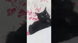 #happy #love #смешные #kitten #catlover #кот #топ #pets #животные #animals