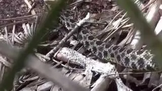 Dusky Pigmy Rattlesnake