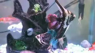 Nice aquarium with fish and turtle 🐢