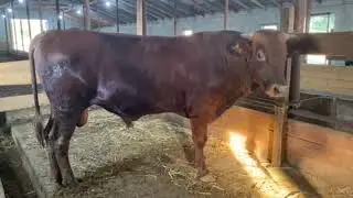 какие цены на мясо .рд хивский район 400 рублей