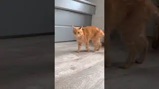 Кот не дает кушать собаке 