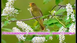 пение соловья