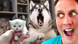 Overdramatic Pets That Will Make You Smile