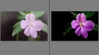 Revelado de fotografía/Flor/Lightroom.