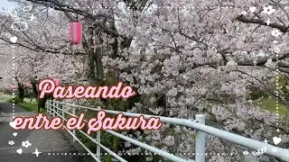 Disfrutando un poco del Sakura