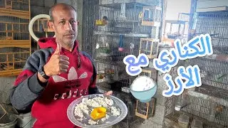 الكناري مع الارز 🍚
