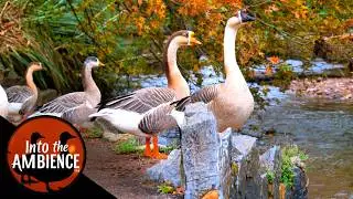 Feeding Geese on a River - Featuring Black Swans, Pekin Ducks, Mallards - Nature Relaxation Video