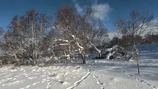 Охота на зайца, Камчатка, 22 12 22