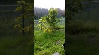 Escuchen k lindo está lloviendo hoy 1 19   18