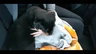 Super Cute Rottweiler Puppy First Time Coming Home!