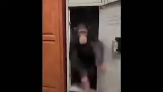 momke video 2: electric boogahoo
