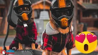 These adorable chihuahuas love riding motorcycles with their human dad