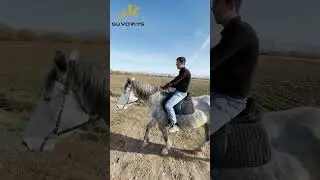 50-libralik Kamon