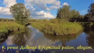 К речке Дивенке в Лужский район, август.