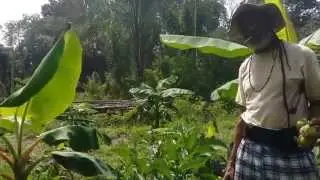 (v)ITAL, biologisch in Suriname/ Organic in Suriname
