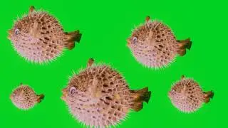 Green screen video of a collection of puffer fish