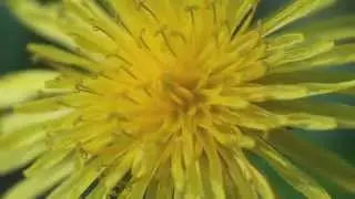 Flower Macro