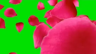 Rose petals transition green screen effect 
