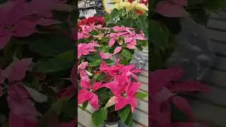 Adornos navideños. Різдвяні прикраси.