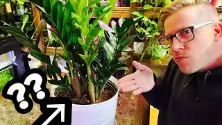 What’s the Best ZZ Plant Soil Potting Mix?
