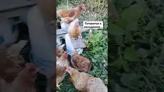 Атака на утренней планёрке.