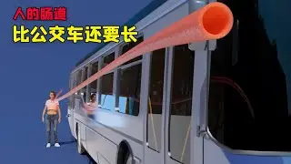 把肚子割开之后，你会发现肠道有十几米