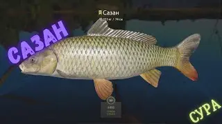 Русская рыбалка 4 (РР4) р. Сура САЗАН