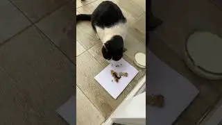 Приручаем кошку! День 13.