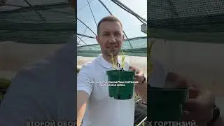 Крупнолистная гортензия, второй оборот #садыроссии #сад #огород #гортензии #саженцы #shorts