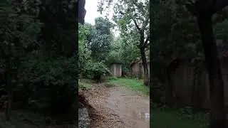 गाँव की बारिश