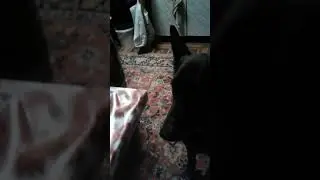 Готовлю борщ под присмотром.