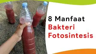 8 Manfaat Bakteri Fotosintesis