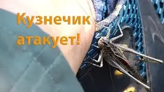 ☘ Кузнечик атакует | Почти триллер :)