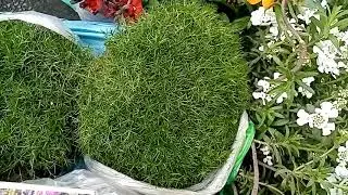 Обзор растений на рынке. Славянск-на-Кубани.
