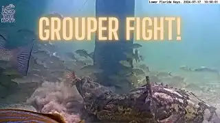 GROUPER FIGHT! Caught on tape! #vivathekeys #underwater #livestream
