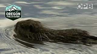 What are nutria and why are they a problem? | Oregon Field Guide from the OPB Archives