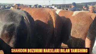 Shahidon chorva bozori semiz va boqma buqalar. 5 09 2023.