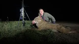 Охота на волка !!