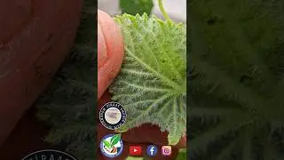 BÖCEKLERİ ÖLDÜREMİYORSANIZ, BİZE ULAŞIN.