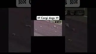 Corgi dogs do it best #Shorts #FYP #GoViral #DogLover