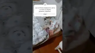 Ни как не хочет у себя жить , как же его отдрессировать 🤷😸