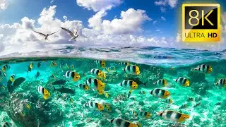 OCEANIC WONDERS: Mesmerizing Marine Animals 8K VIDEO ULTRA HD HDR / 
