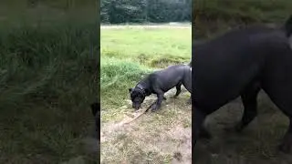 Палку не отдам