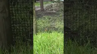 Малыши наблюдают за обезьянами в парке Lion Country. Вы когда-нибудь видели обезьян в дикой природе?