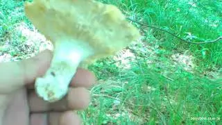 WALK IN THE TULA FOREST