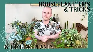 6 Trailing Plants For Plant Styling | Houseplant Tips & Tricks Ep. 33