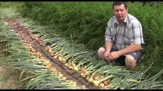 Правила без которых не получить хорошего лука репки
