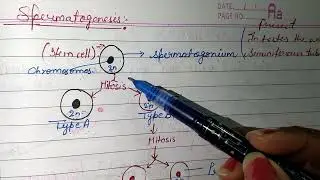 Spermatogenesis || Spermatogenesis Lecture || Sandhya OBG Study Point