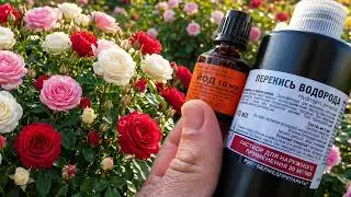 🌹 Iodine and Hydrogen Peroxide for Roses! A Simple Fertilizer for Lush Blooms